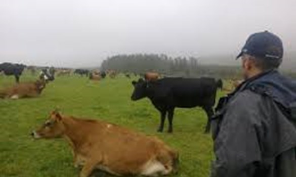 a person looking at cows